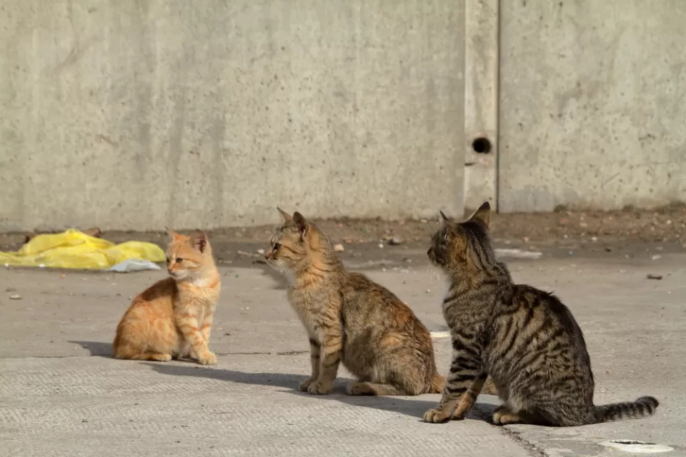 Cats